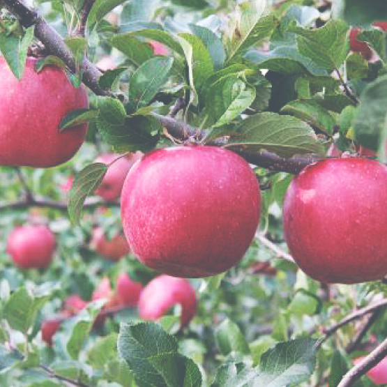 長野県 飯島町 写真