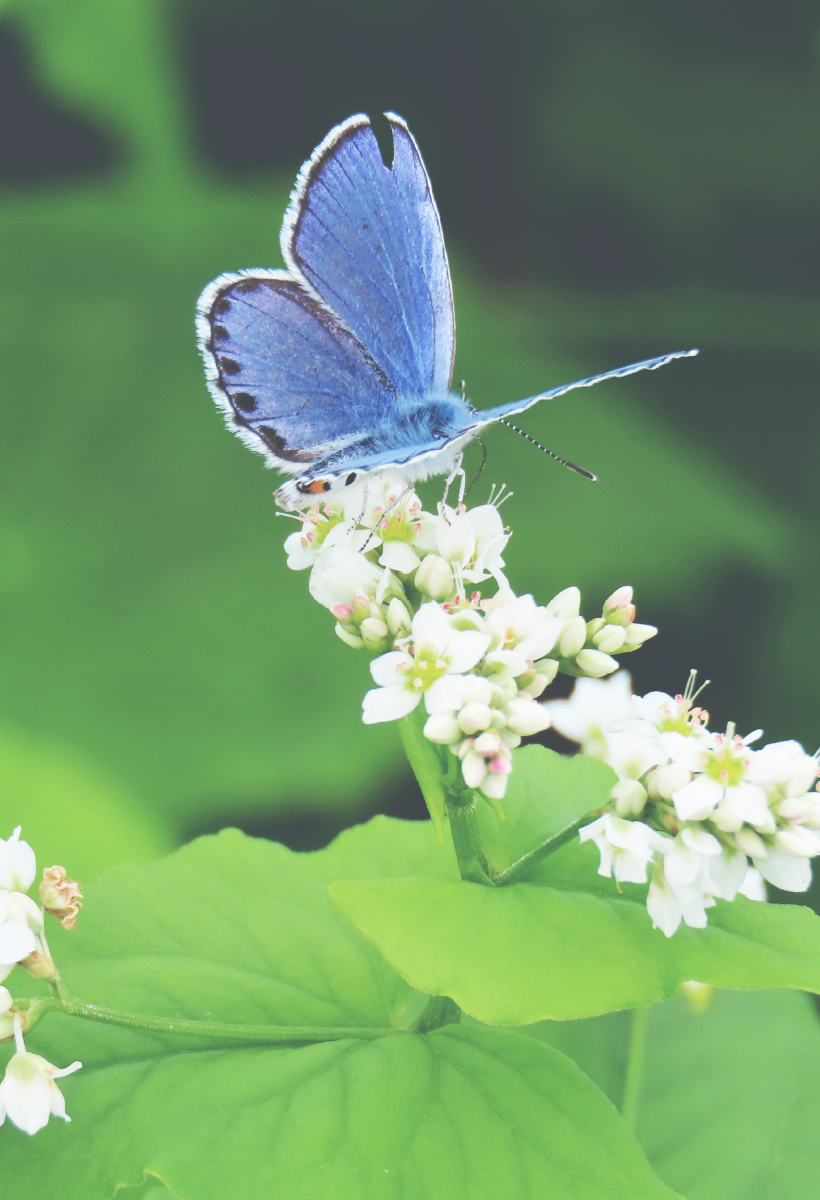 生物多様性の保全と環境保全型農業の推進